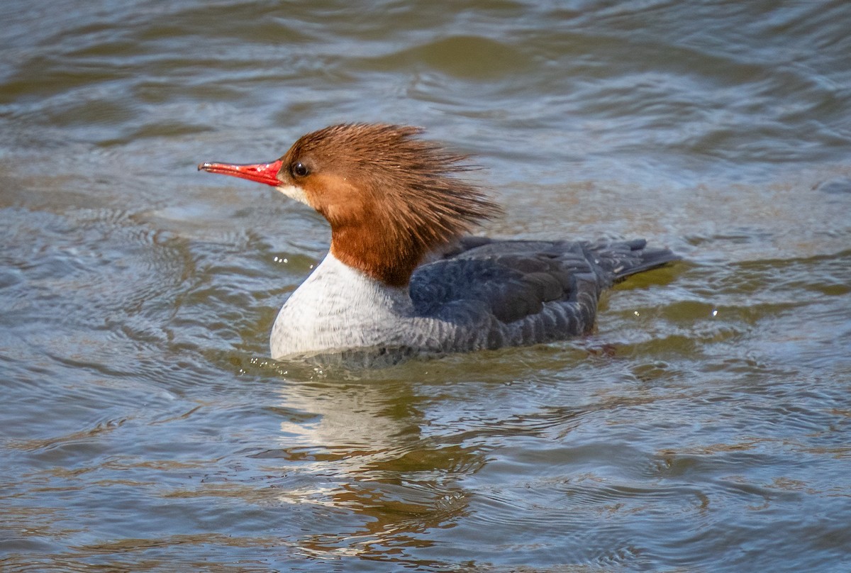 Common Merganser - ML615277285