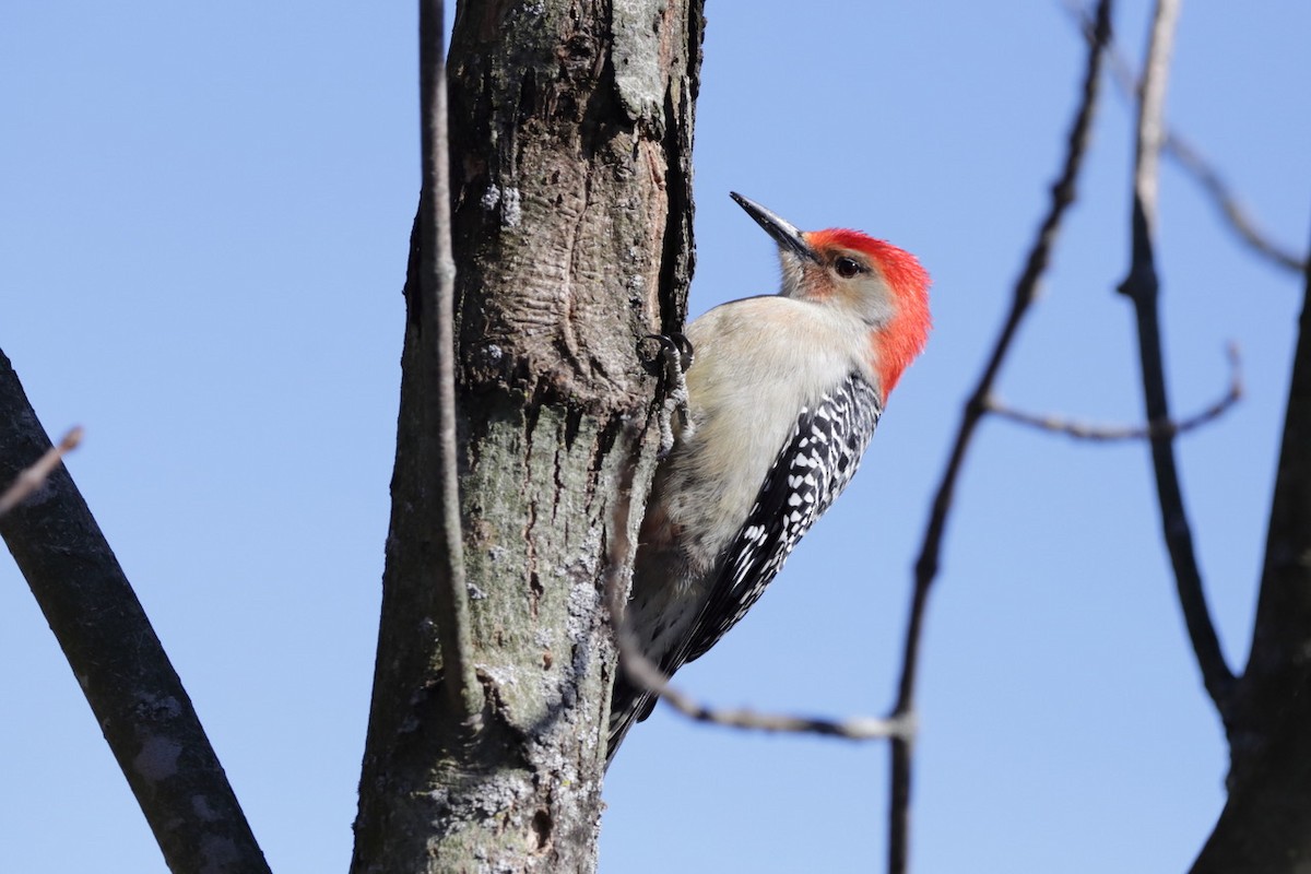 Red-bellied Woodpecker - ML615277374