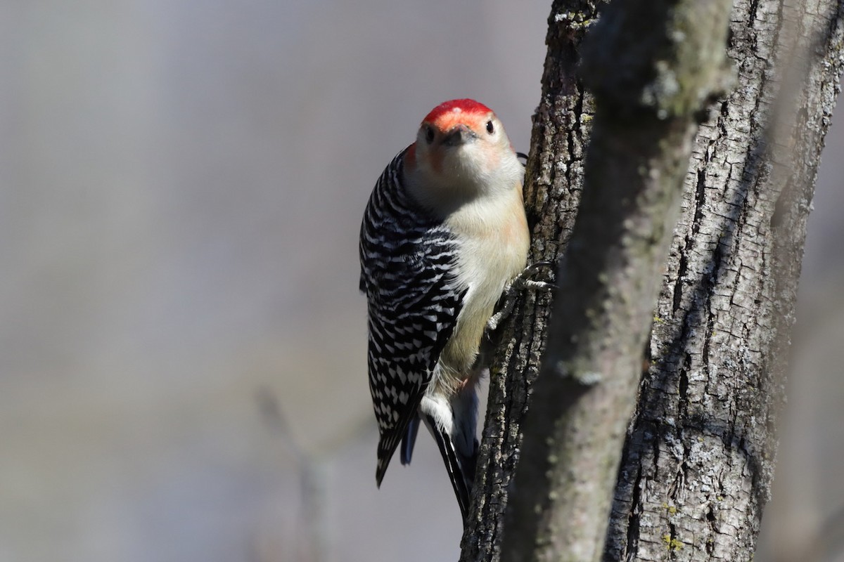 Red-bellied Woodpecker - ML615277376