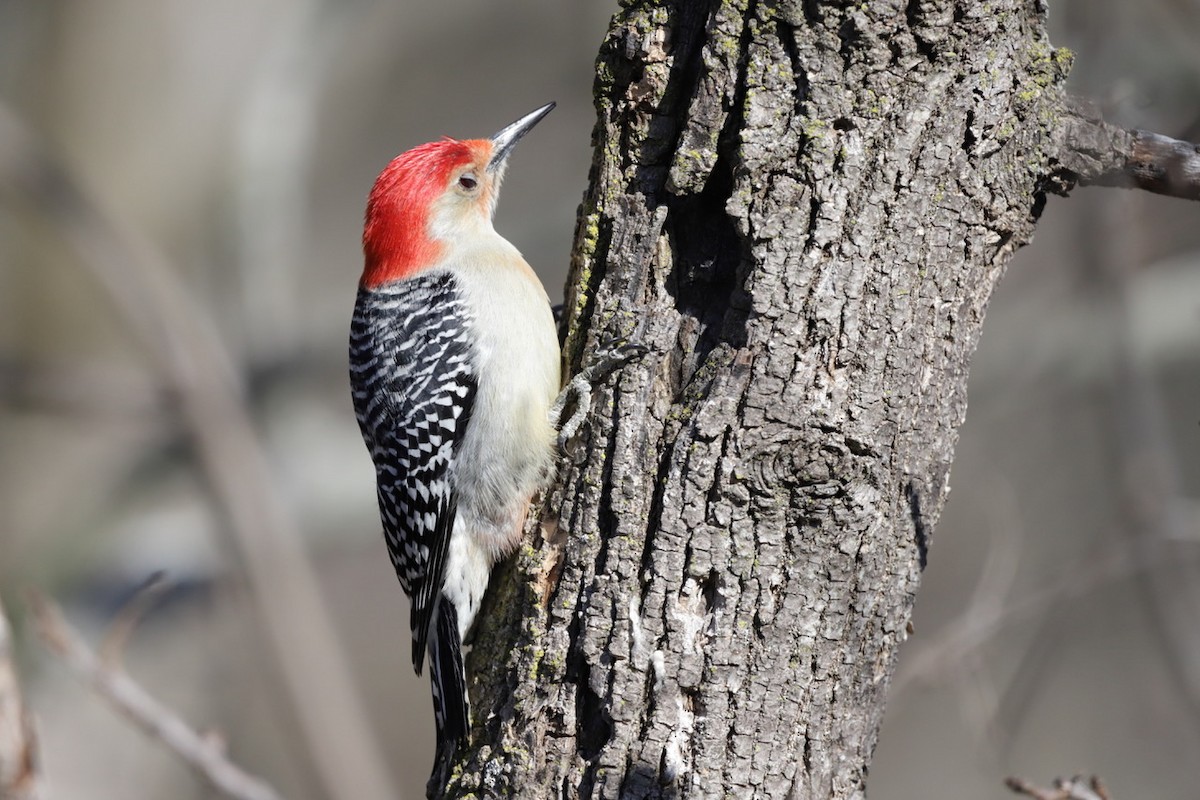 Red-bellied Woodpecker - ML615277377