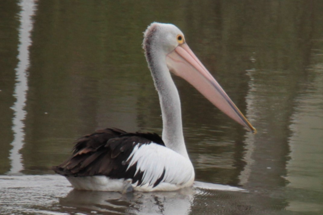 pelikán australský - ML615277398