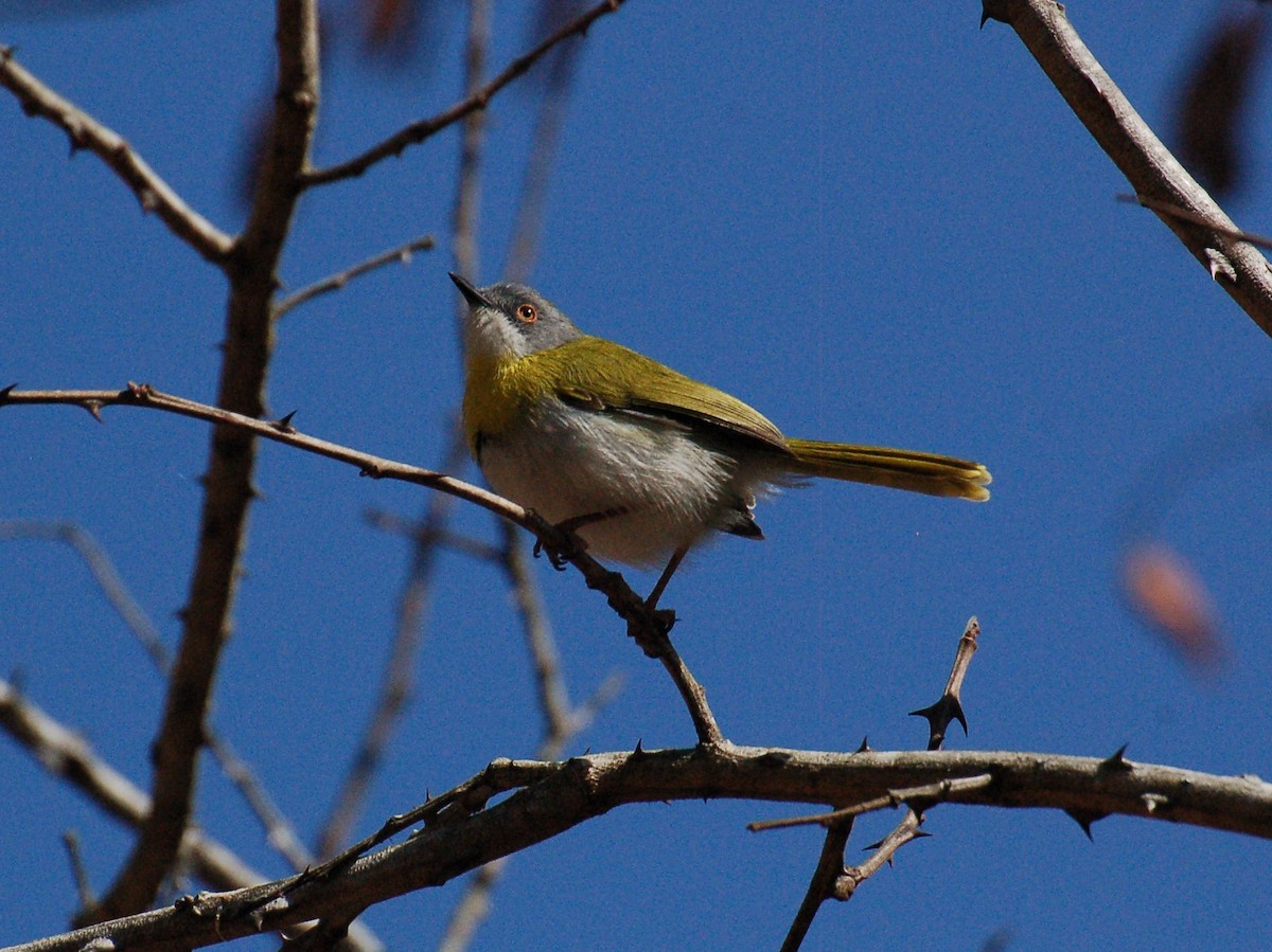 Apalis à gorge jaune - ML615277424