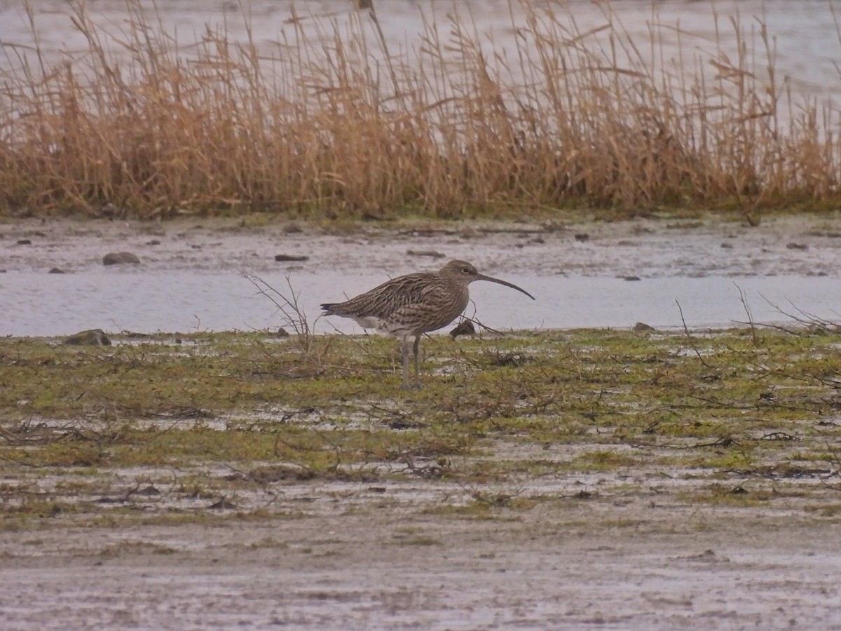 Eurasian Curlew - ML615277455