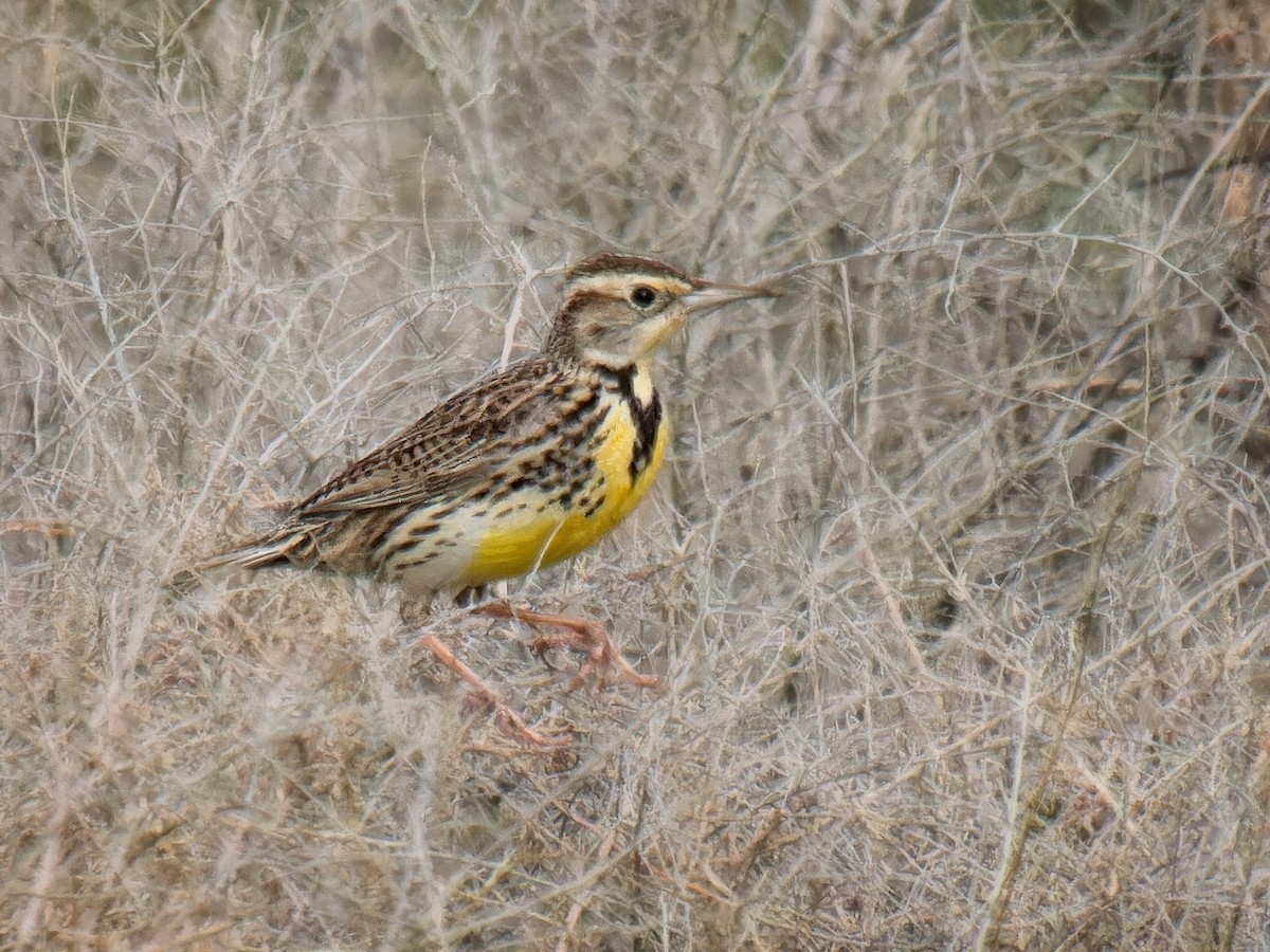 Western Meadowlark - ML615277484