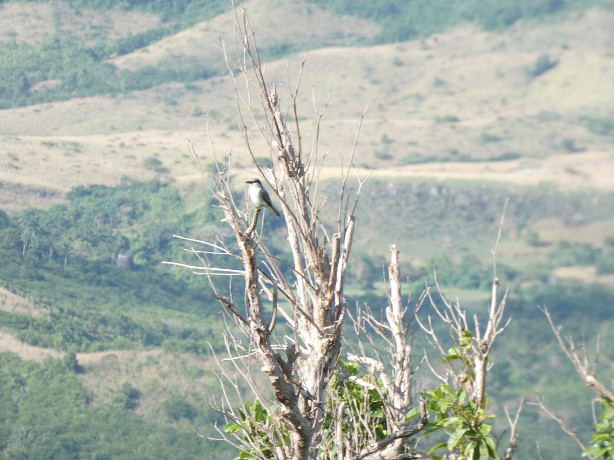 Gray Kingbird - ML615277520