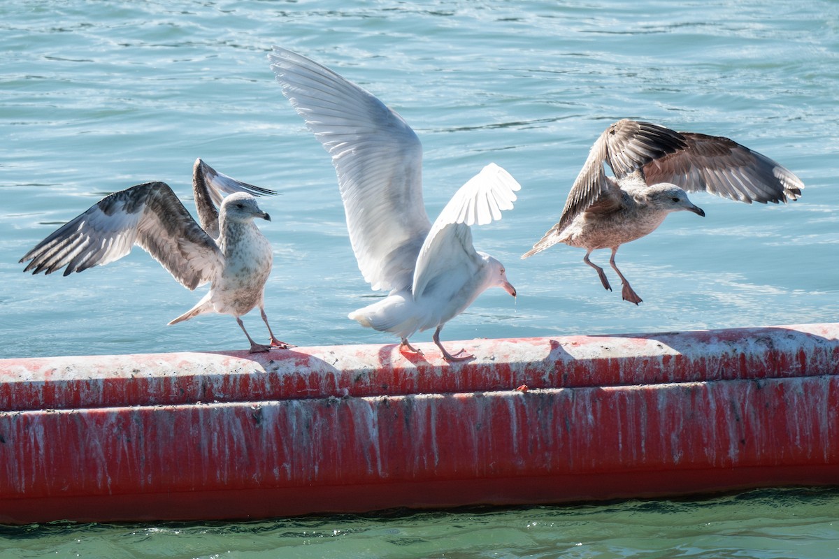 Glaucous Gull - ML615277565