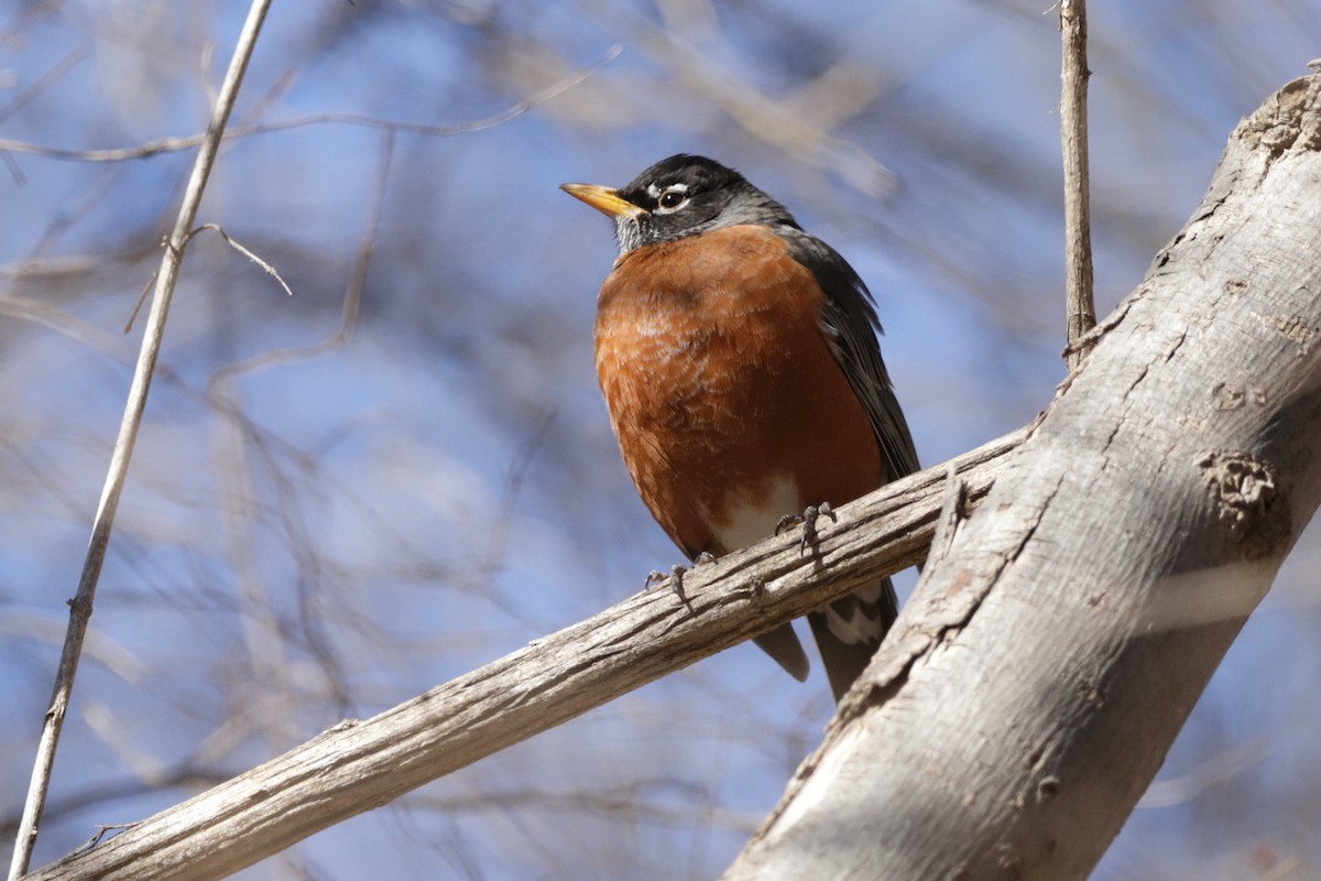 American Robin - ML615277568