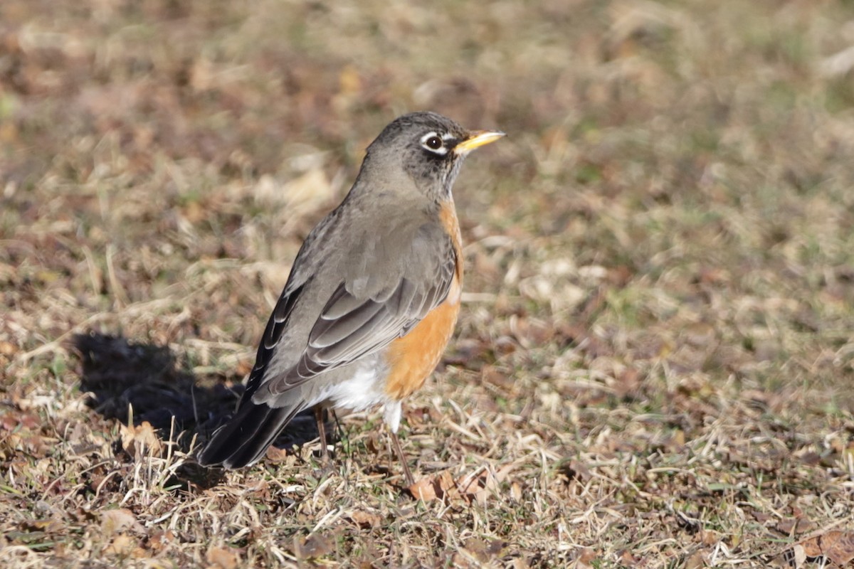 American Robin - ML615277570