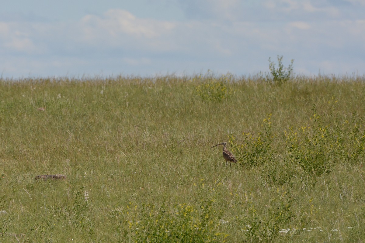 Long-billed Curlew - ML615277571