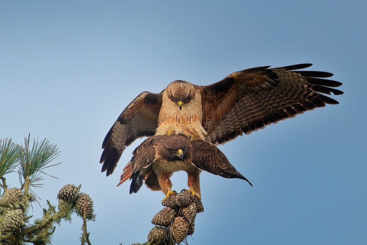 rødstjertvåk - ML615277576