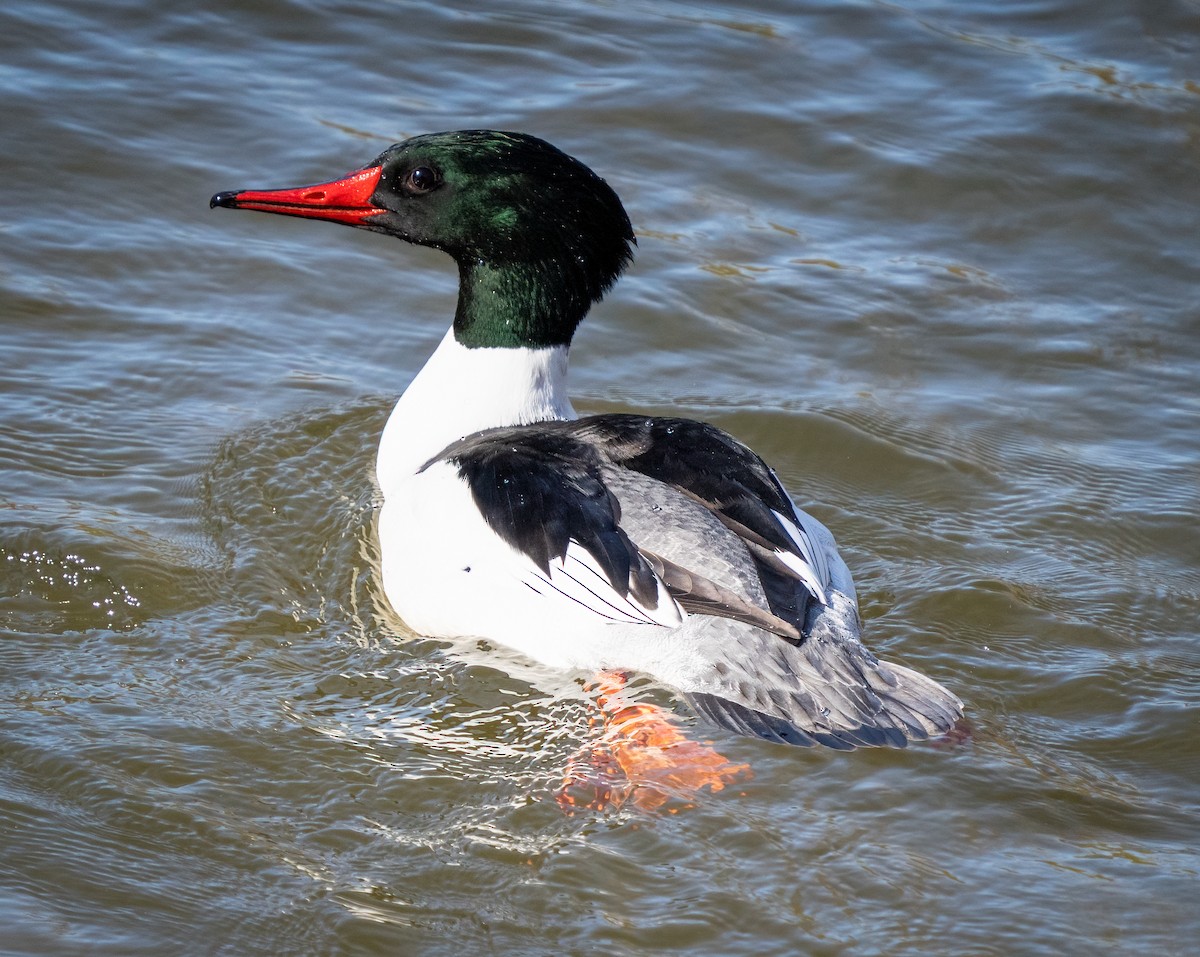 Common Merganser - ML615277617