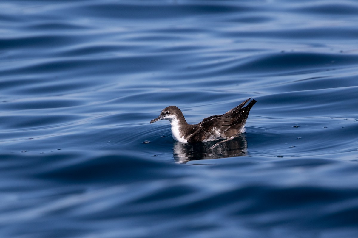 Galapagos Shearwater - ML615277652