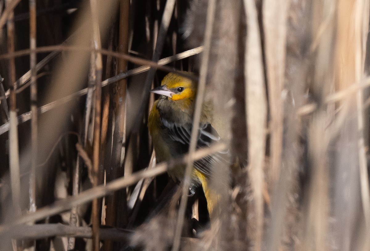 Bullock's Oriole - Gray Carlin