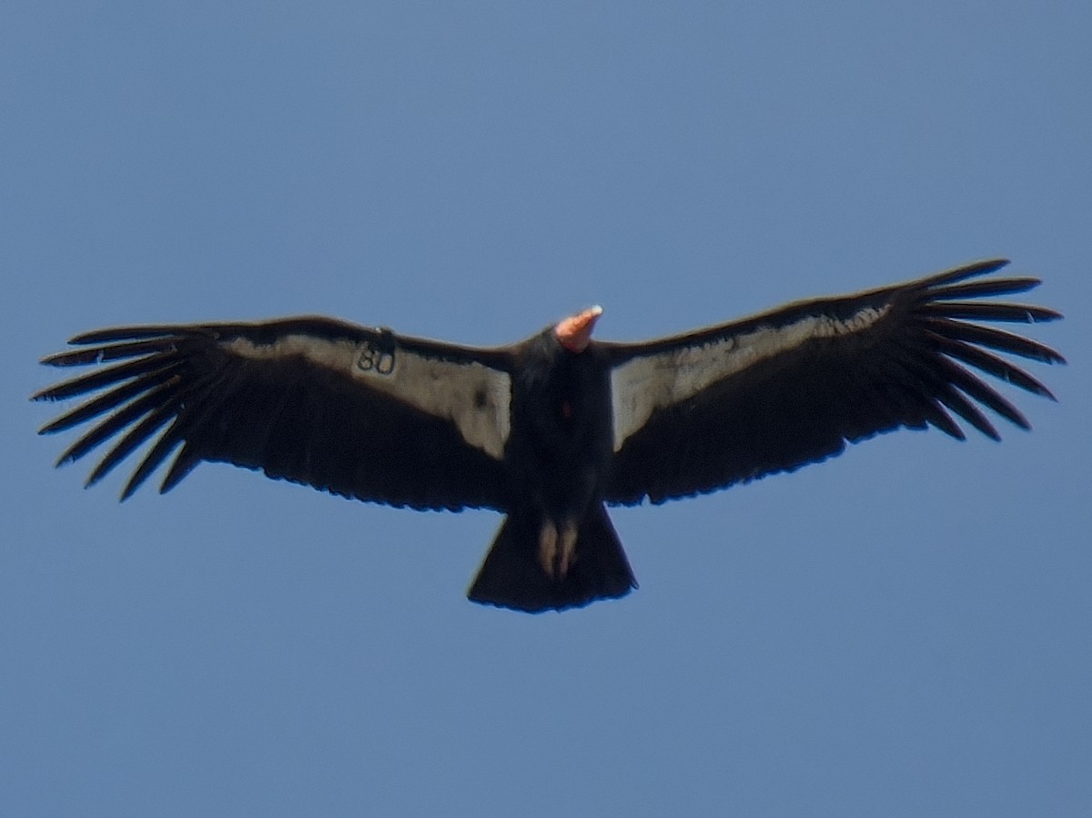 California Condor - Jeffrey Hale