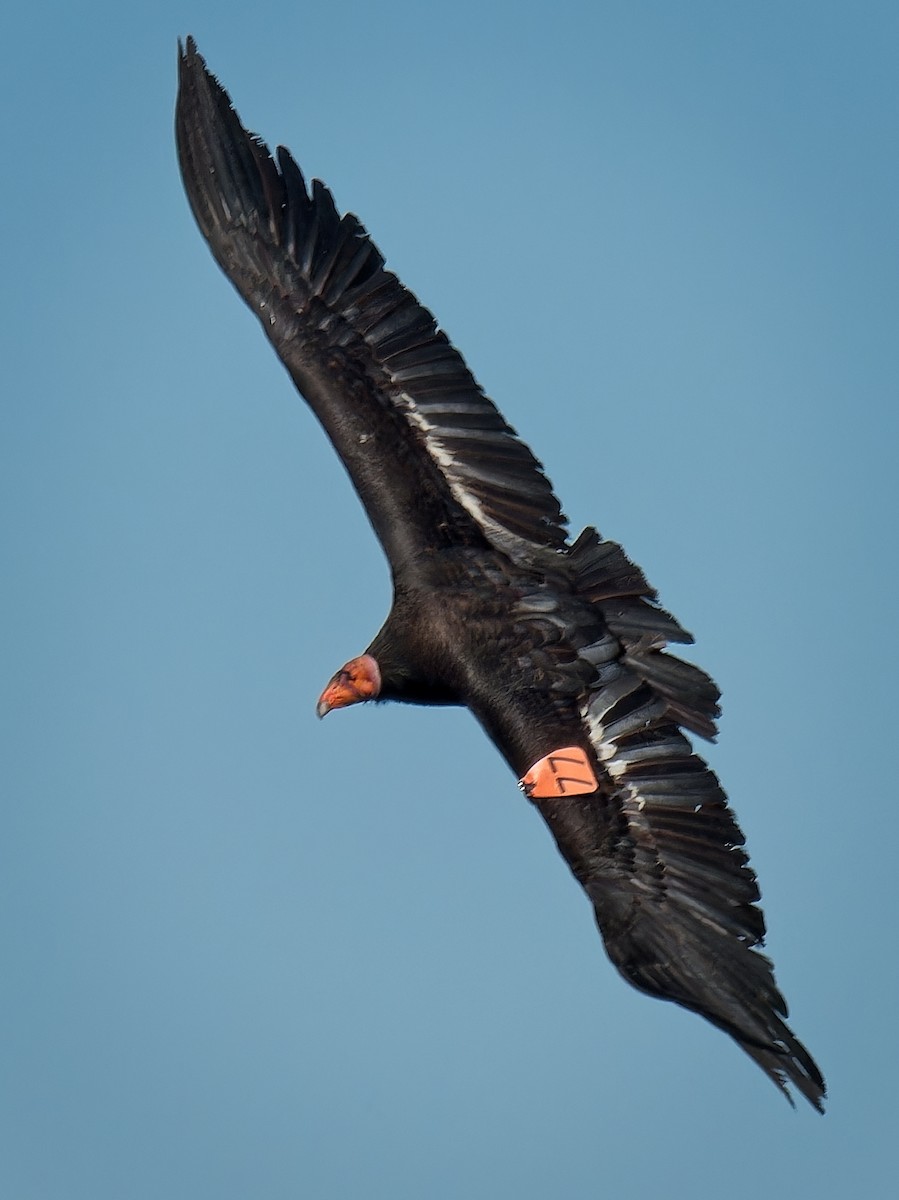 California Condor - Jeffrey Hale