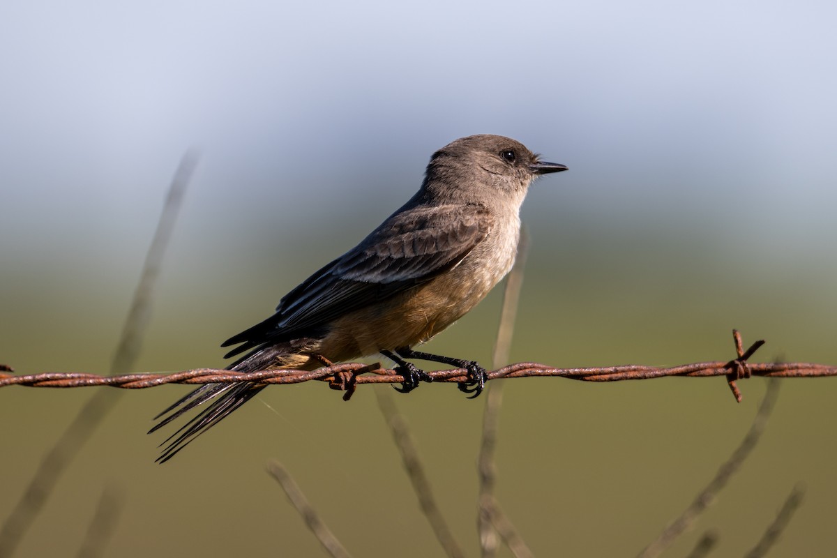 Say's Phoebe - ML615277726