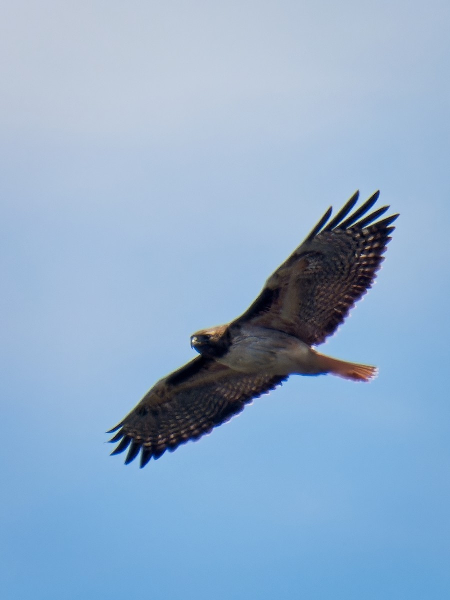 Red-tailed Hawk - Jeffrey Hale