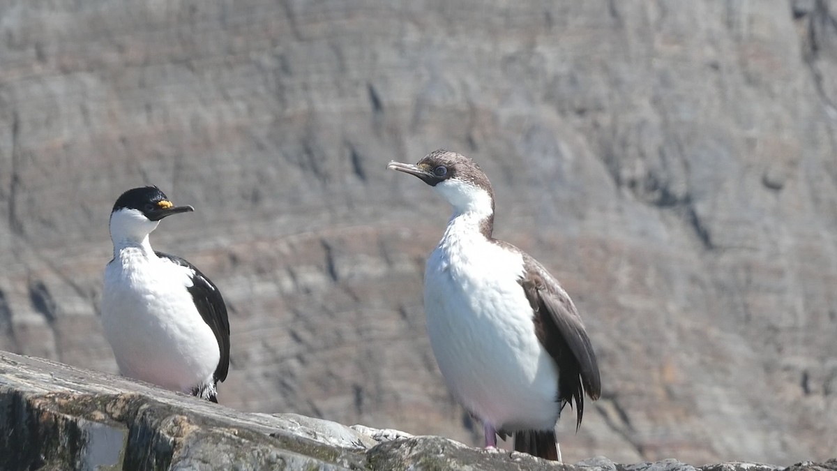 South Georgia Shag - ML615277781