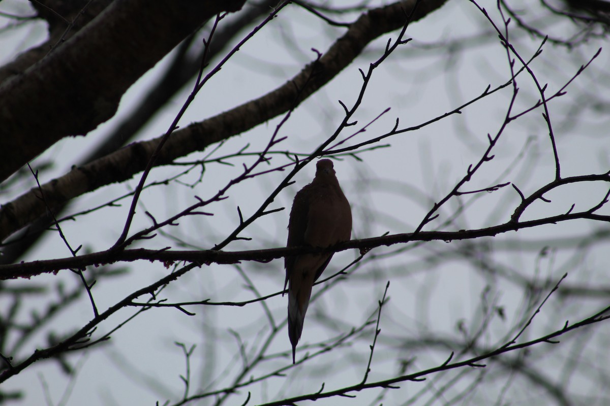 Mourning Dove - Julia Cameron