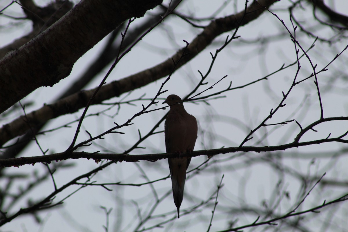 Mourning Dove - Julia Cameron