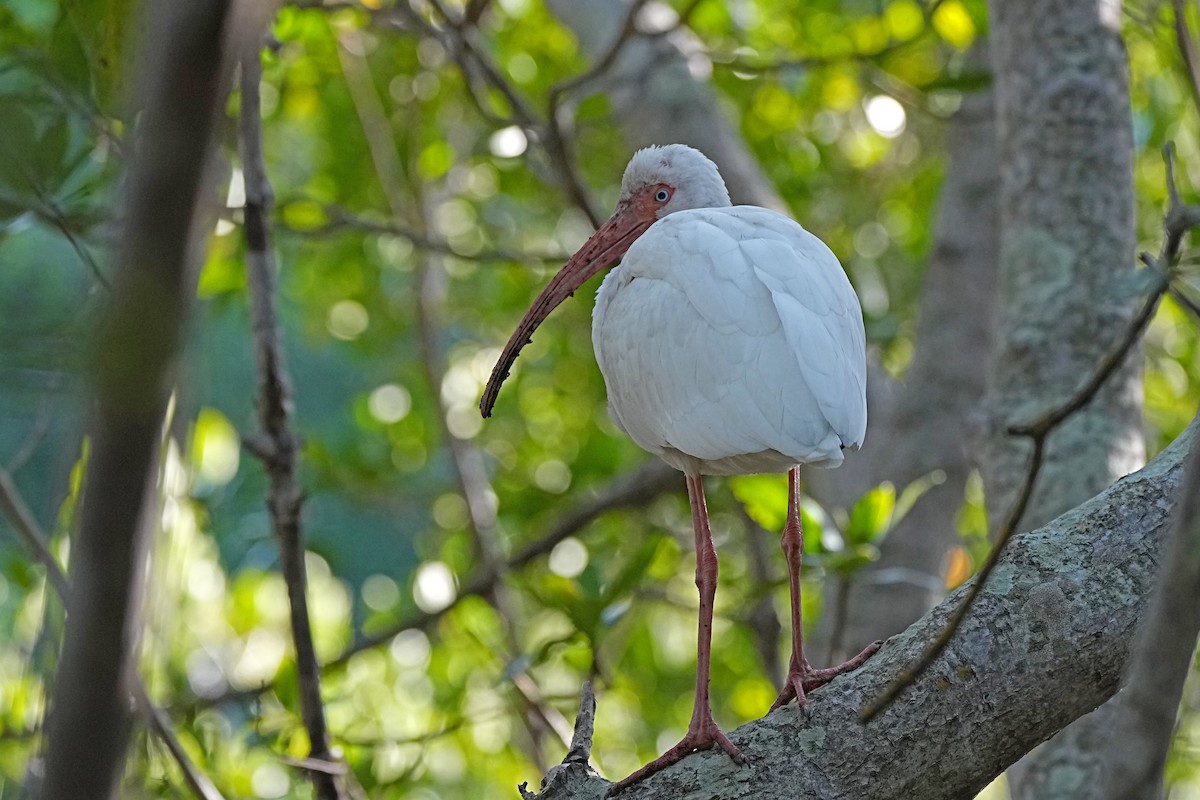 ibis bílý - ML615277810