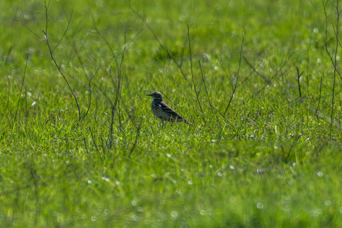 American Pipit - ML615277832