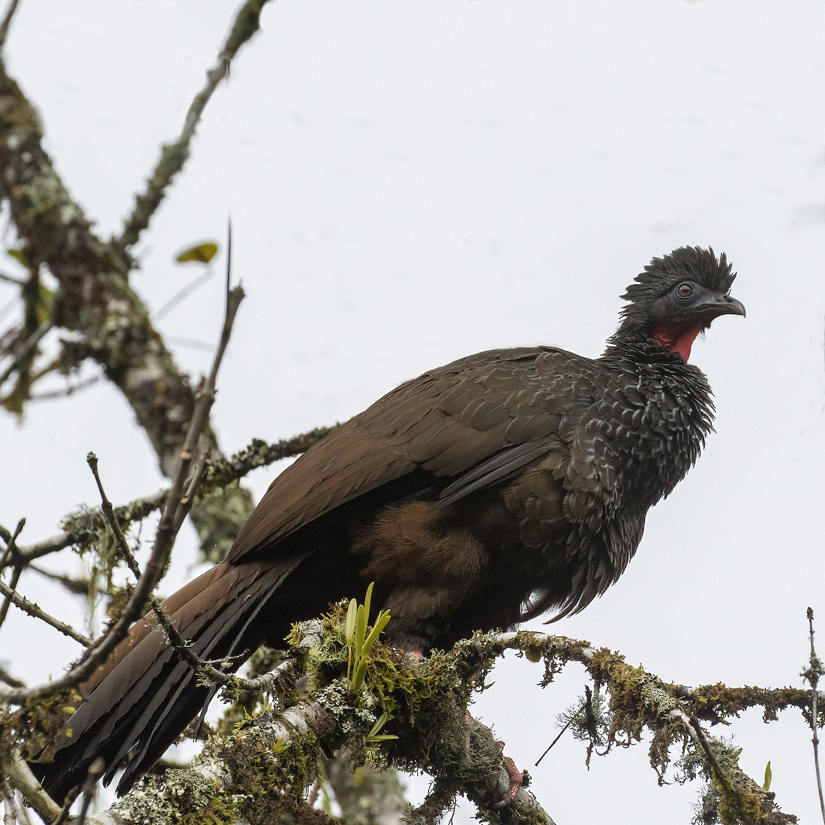 Cauca Guan - ML615277843