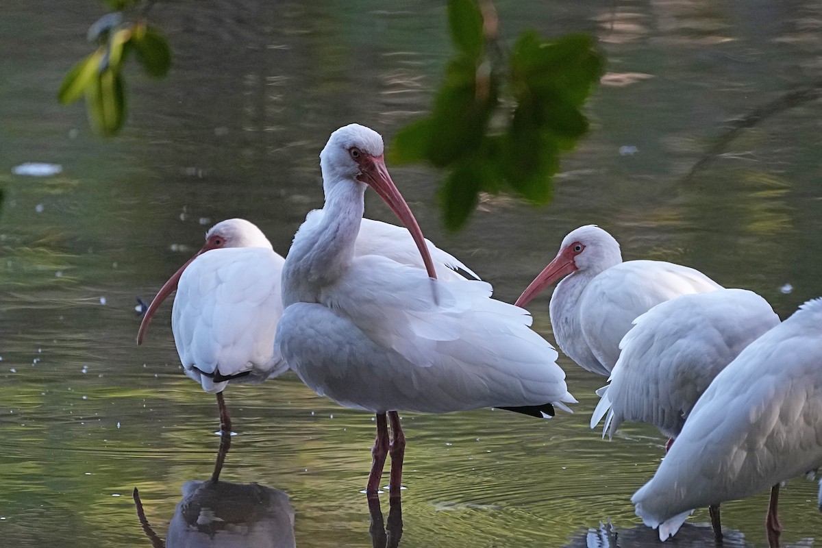 ibis bílý - ML615277844