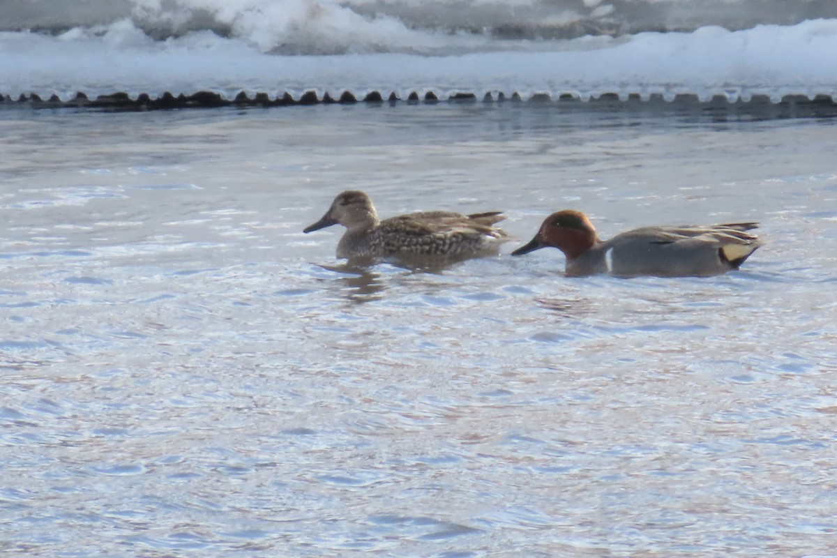 Green-winged Teal (American) - Del Nelson