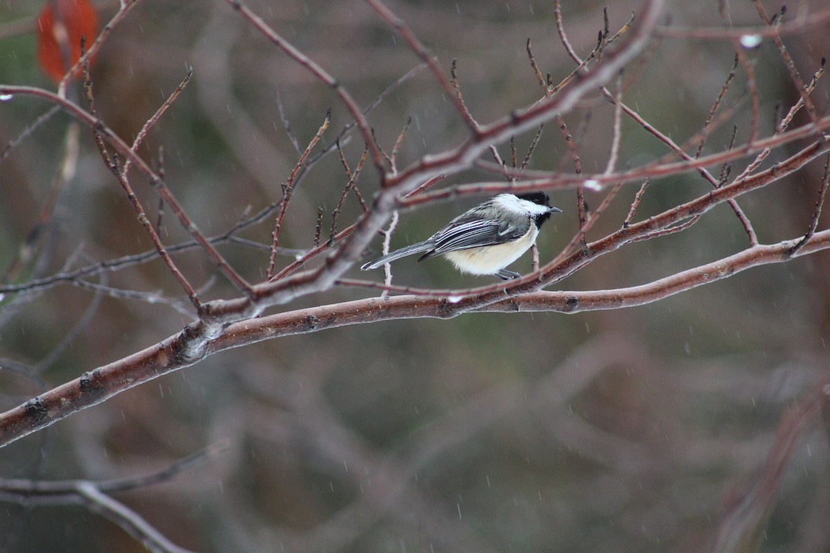 Black-capped Chickadee - Julia Cameron