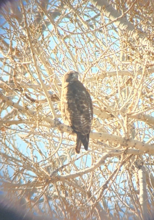 Red-tailed Hawk (calurus/alascensis) - ML615277901