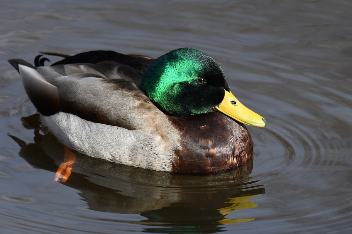 Canard colvert - ML615277905