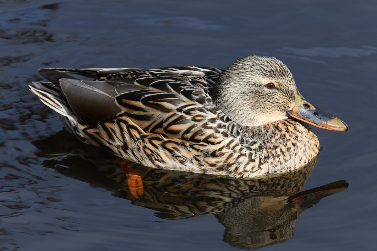 Canard colvert - ML615277912