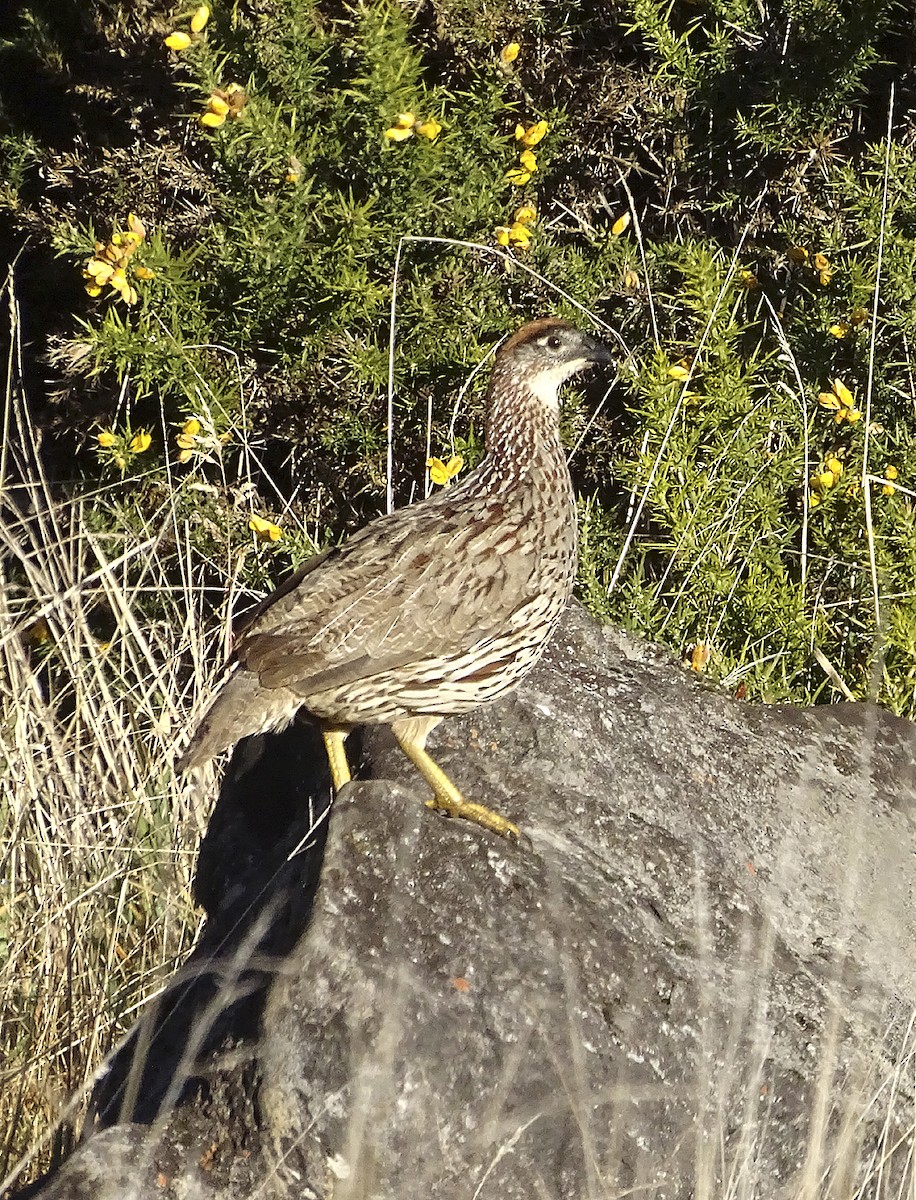 Francolín de Erckel - ML615277982