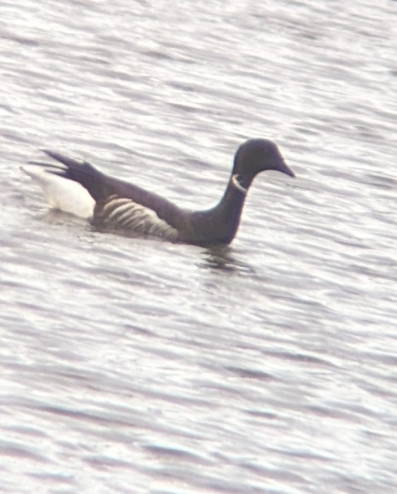 Brant - ML615278006