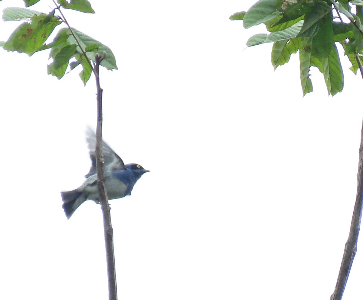 White-bellied Dacnis - ML615278010