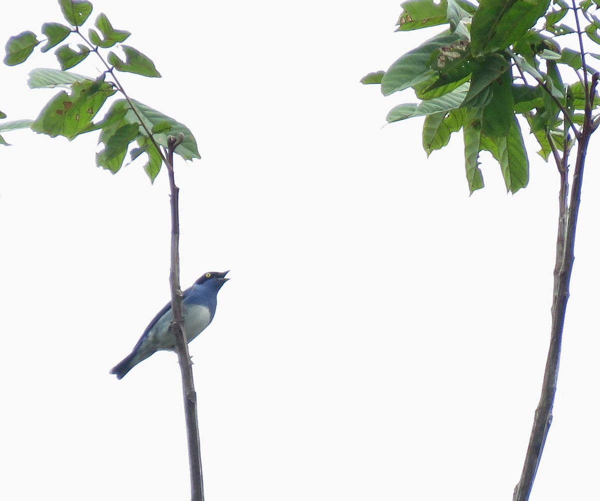 White-bellied Dacnis - Iván Lau