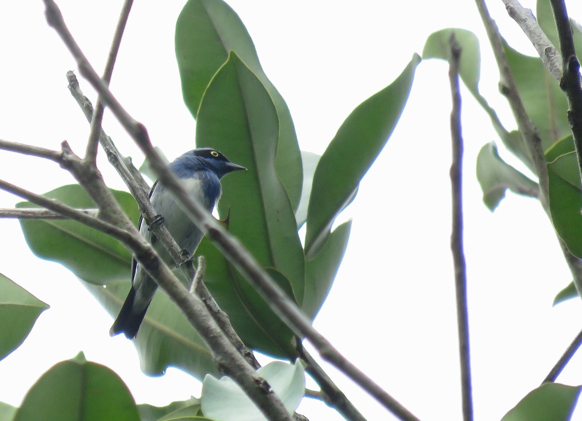 White-bellied Dacnis - ML615278012