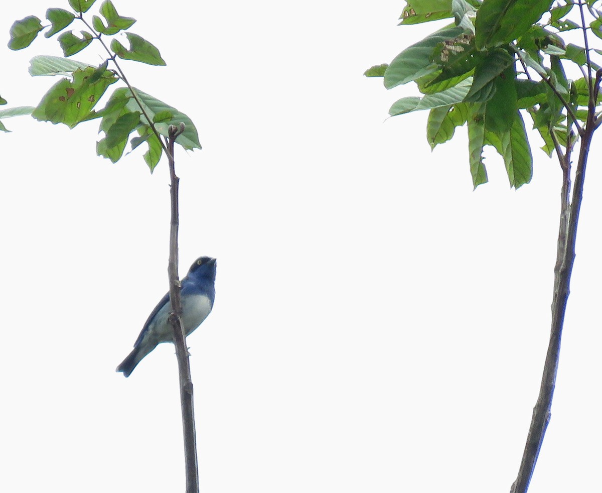 White-bellied Dacnis - ML615278013