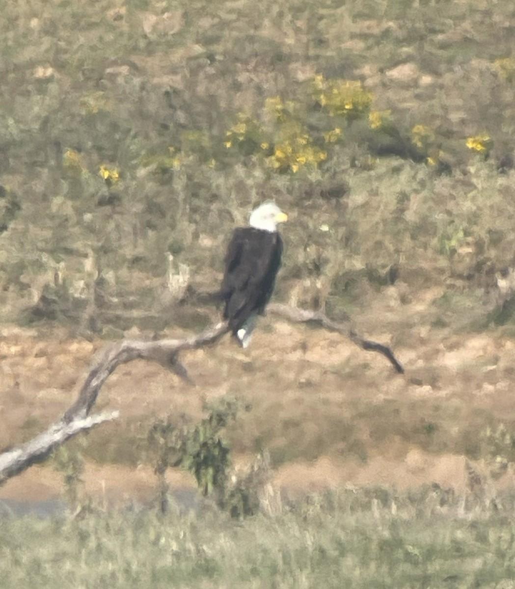 Bald Eagle - ML615278032