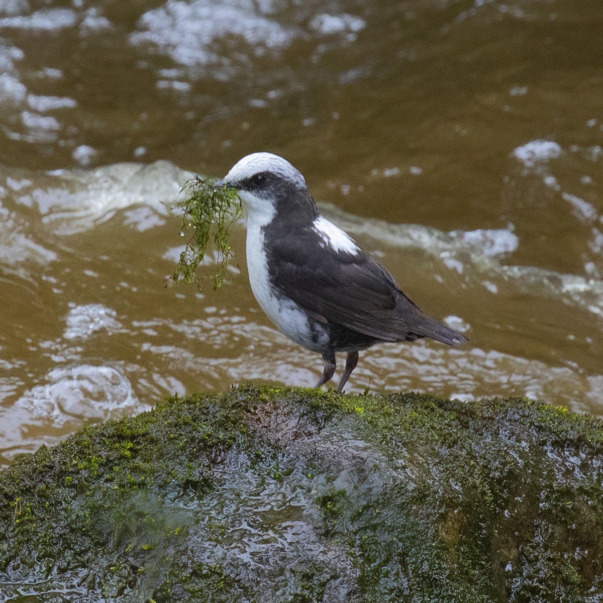 White-capped Dipper (White-bellied) - ML615278047