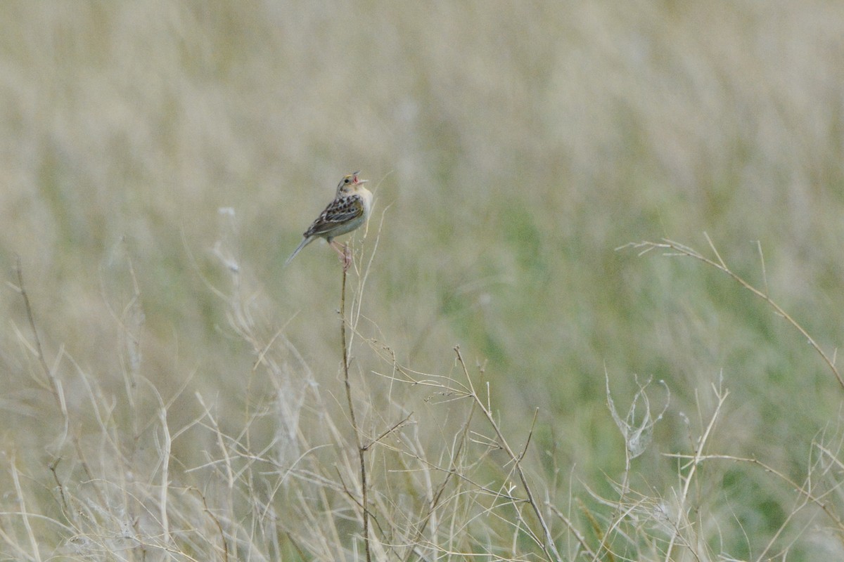 Grasshopper Sparrow - ML615278111
