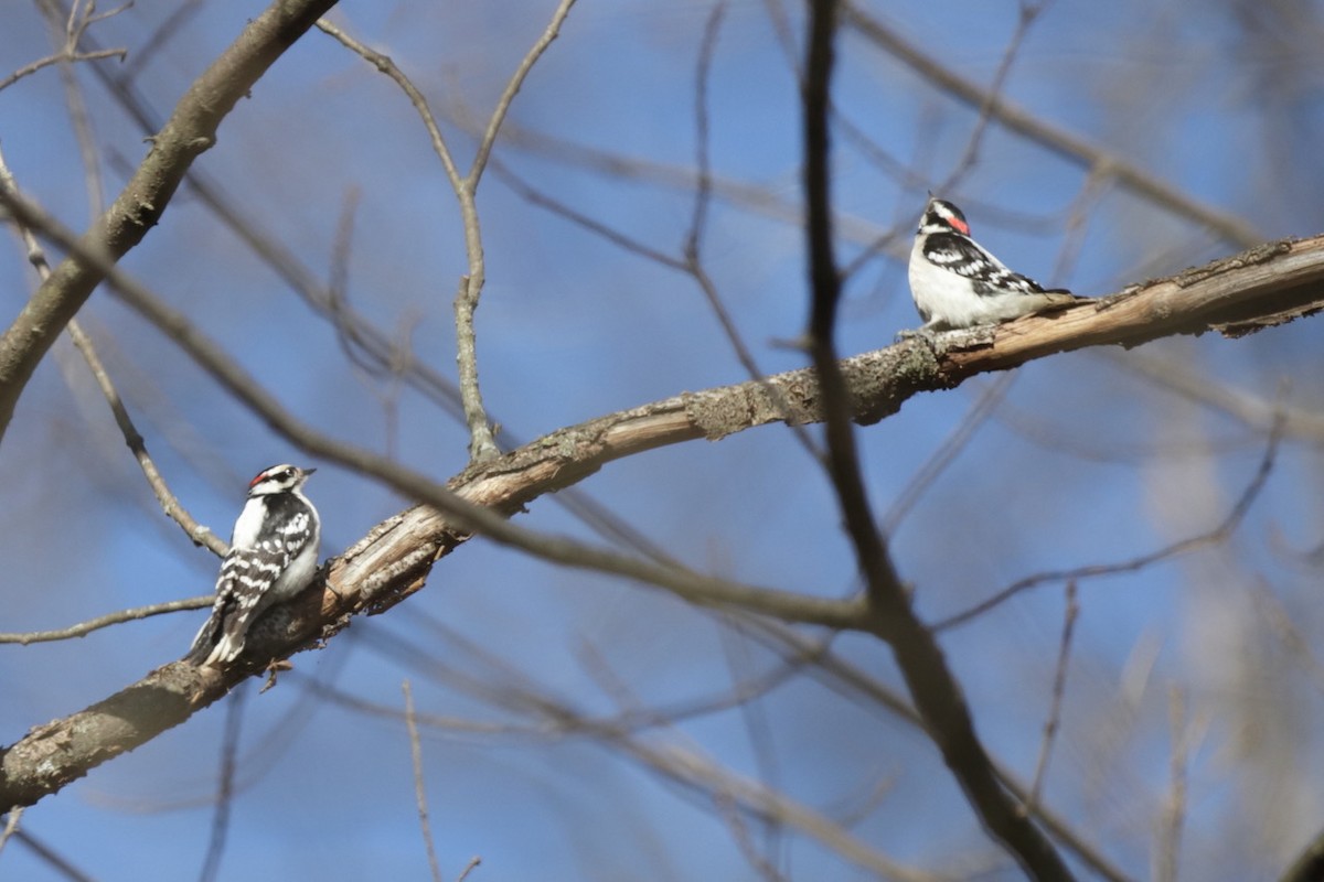 Downy Woodpecker - ML615278140