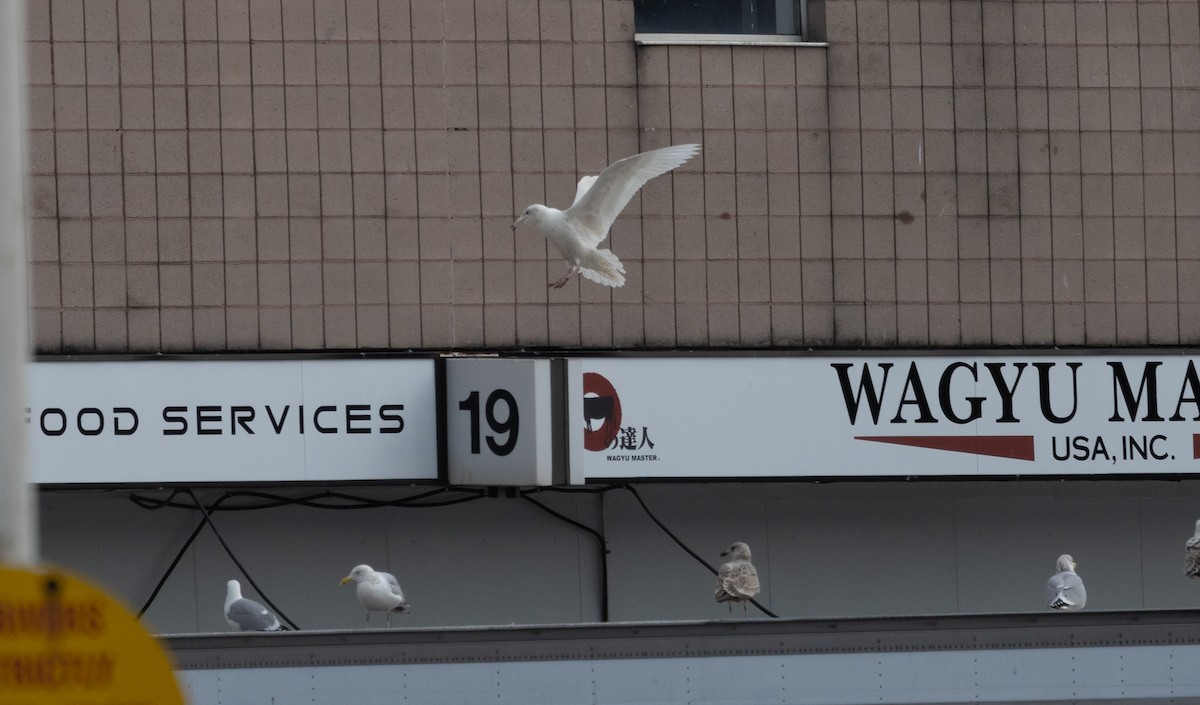 Glaucous Gull - ML615278149