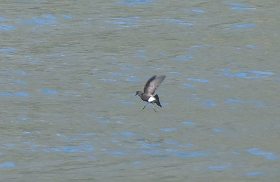 Wilson's Storm-Petrel - ML615278155