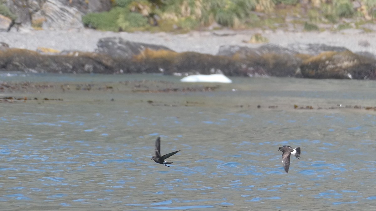 Wilson's Storm-Petrel - ML615278156