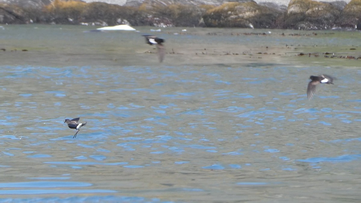 Wilson's Storm-Petrel - ML615278157