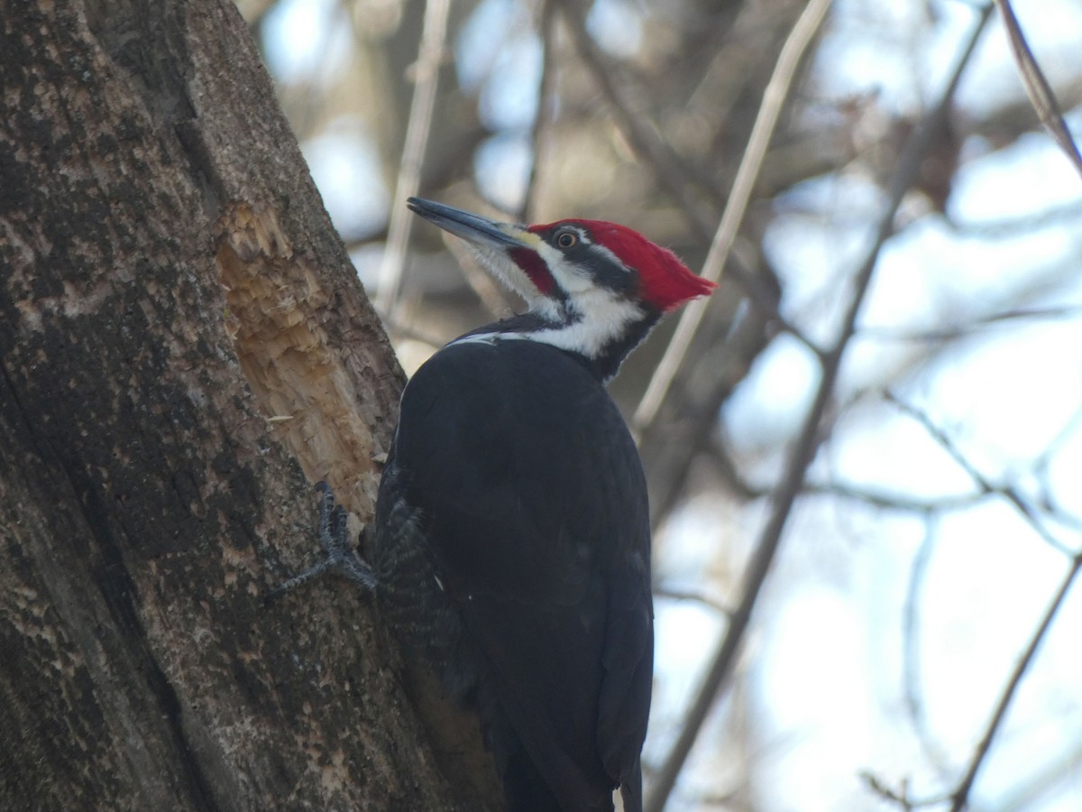 Pileated Woodpecker - ML615278163