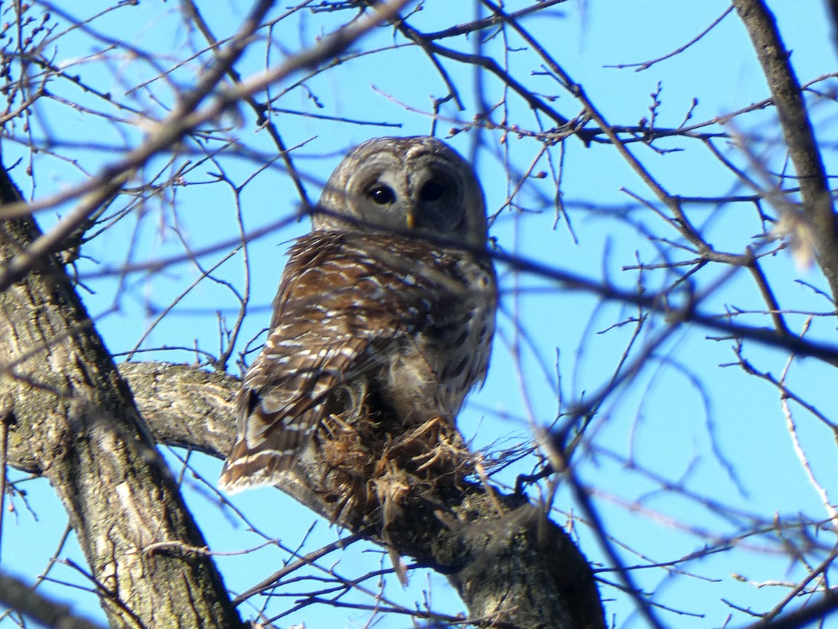 Barred Owl - ML615278169