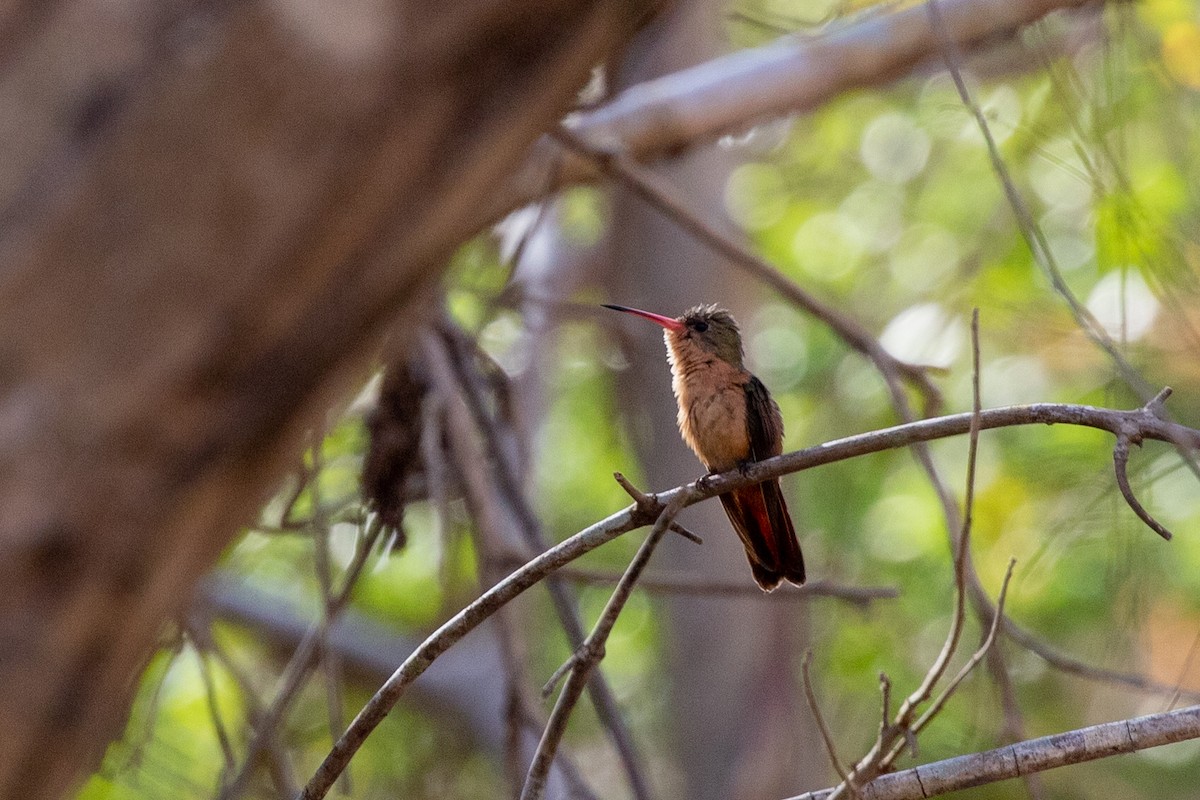 Cinnamon Hummingbird (Mainland) - Caleb Strand